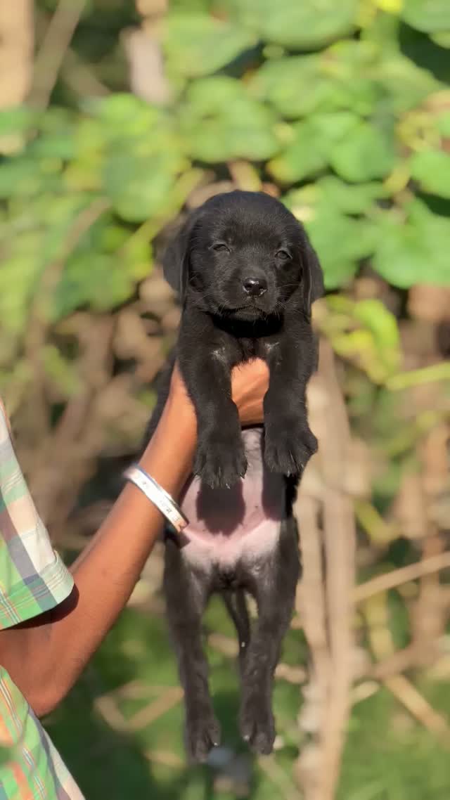 Dachshund Puppy | Brown & Tan, farm video