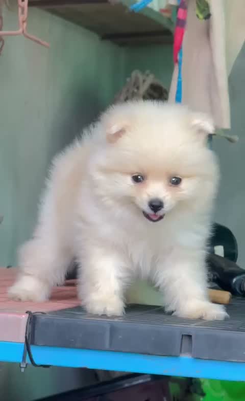 Culture Toy Pom Puppy | Black, farm video