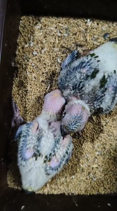Sun Conure, farm video