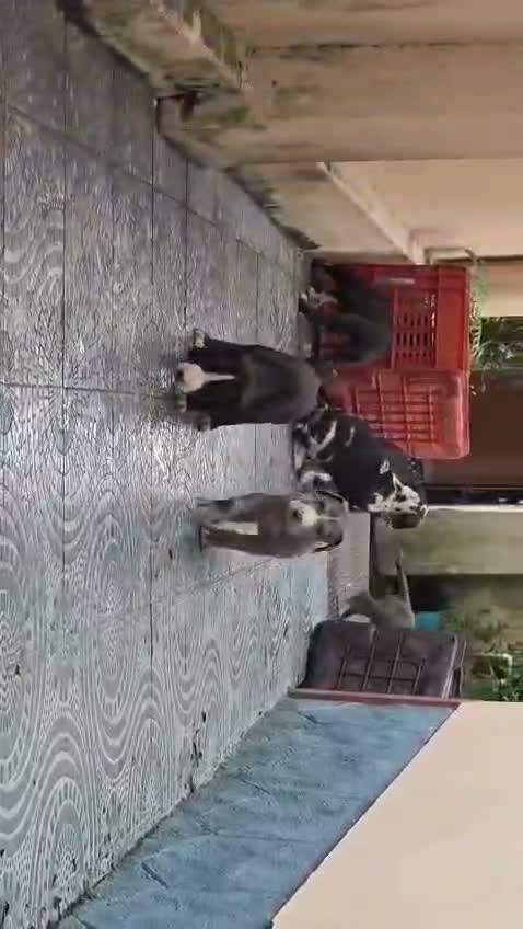 Dachshund Puppy, farm video