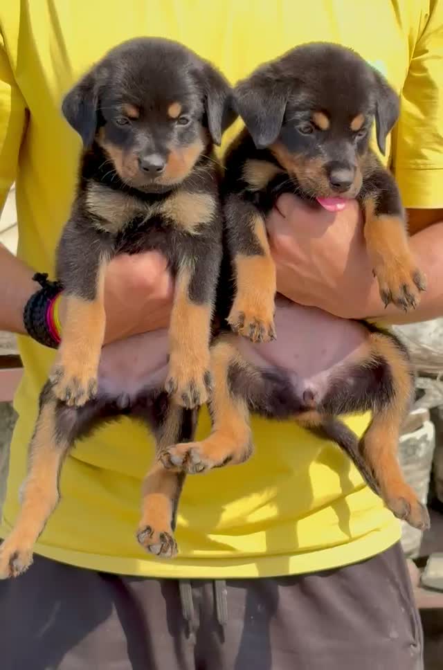 Dachshund Puppy | Brown & Tan, farm video