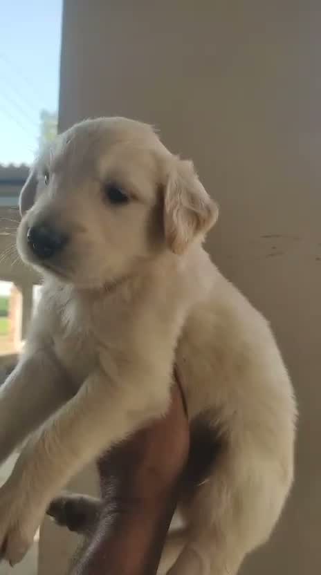Golden Retriever, farm video