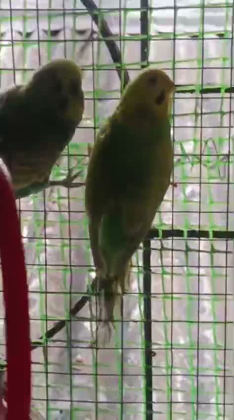 Budgies | Fallow, farm video