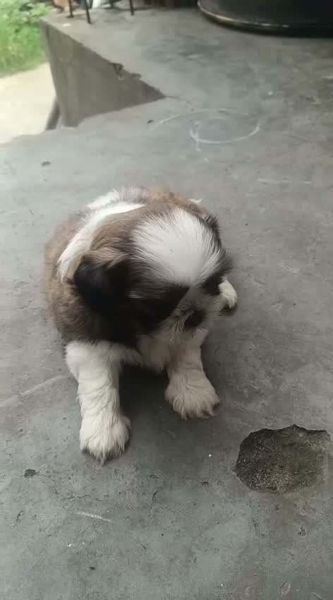 Dachshund Puppy | Brown & Tan, farm video