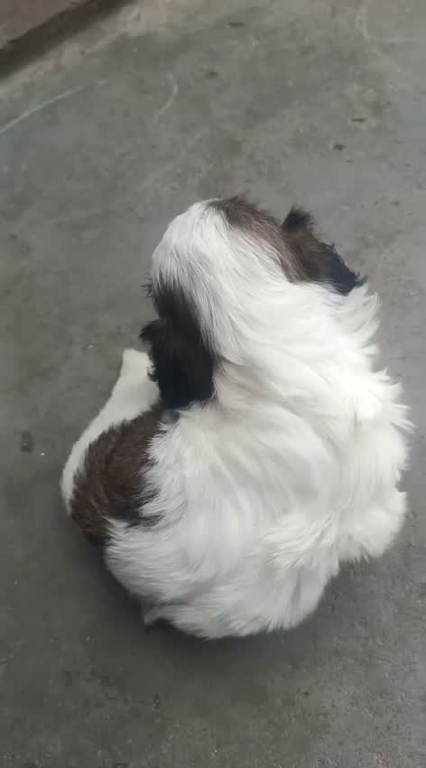 Shih Tzu | Black Color, farm video