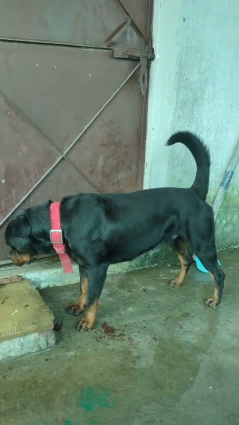 Rottweiler Puppy, farm video