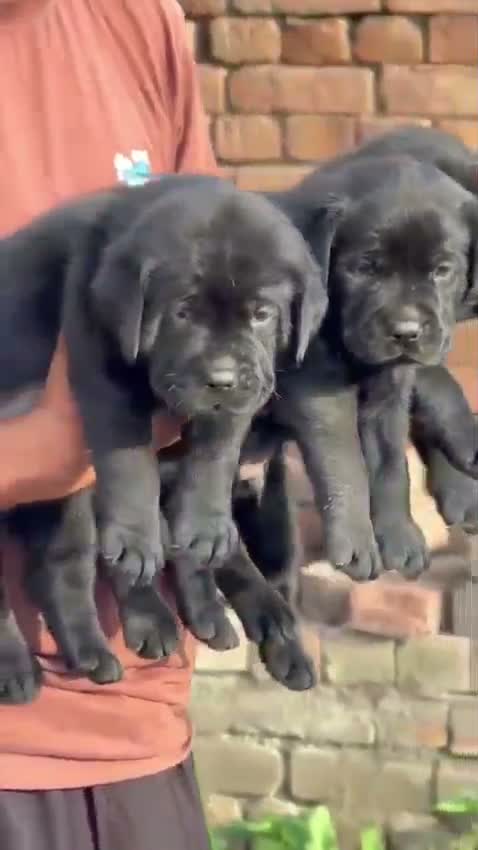 Beagle Black & Tan Puppy, farm video