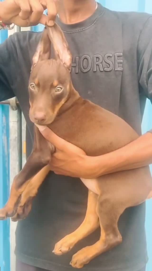 Doberman Pinscher Puppy | Brown & Tan, farm video