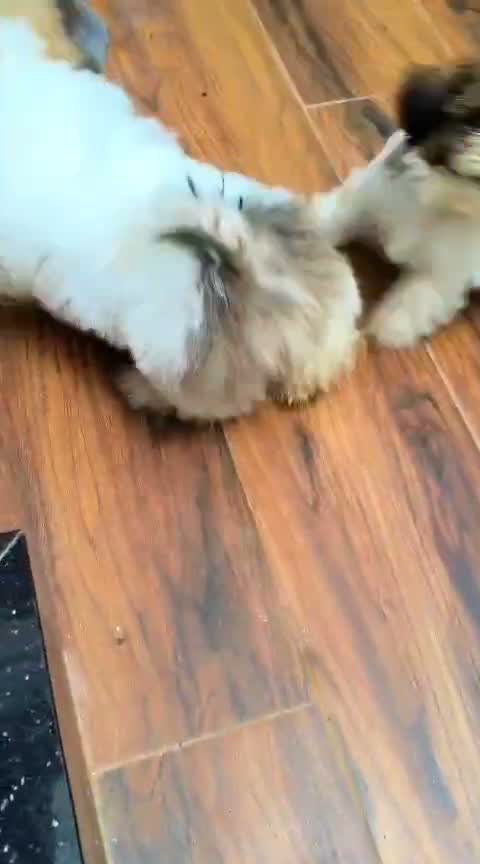 Shih Tzu | Black Color, farm video