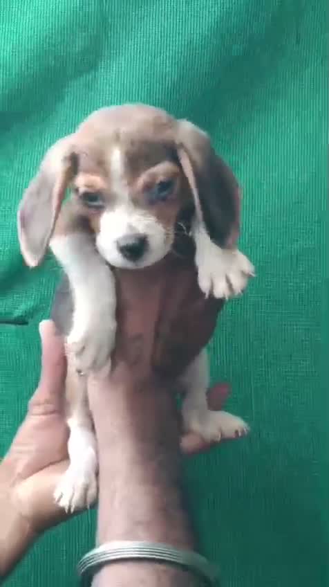 Beagle Black & Tan Puppy, farm video