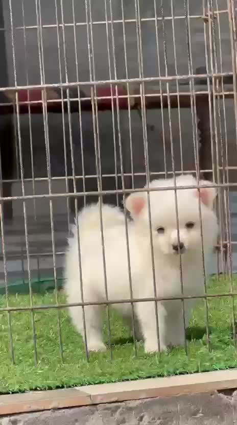 Pomeranian Puppy, farm video