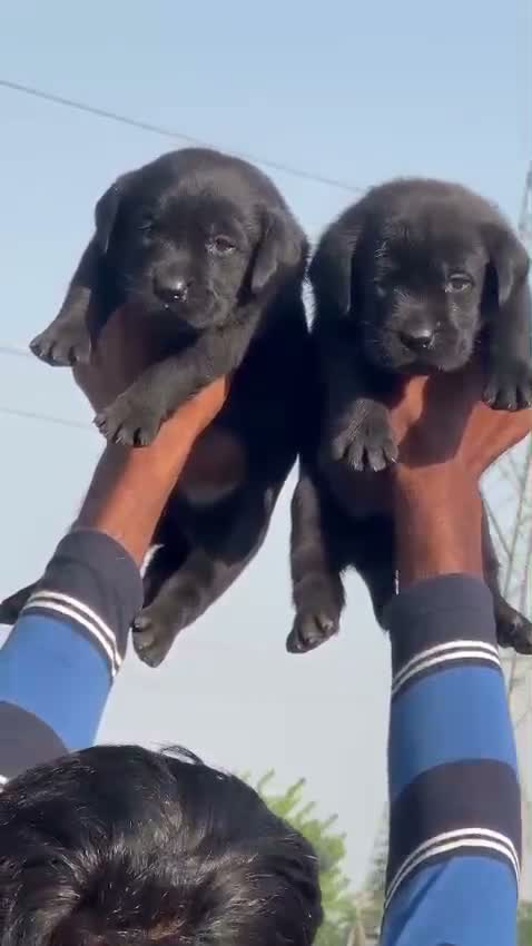 Beagle Black & Tan Puppy, farm video