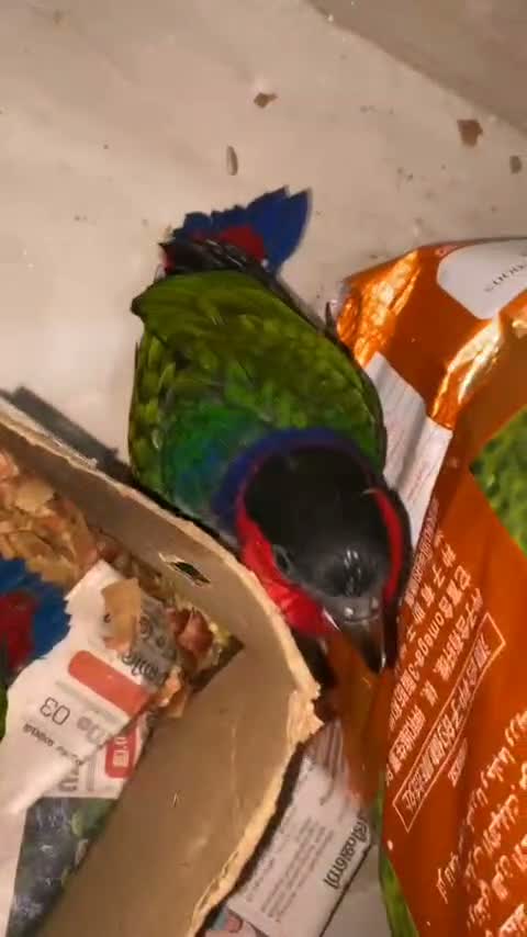 Chattering Lorikeet, farm video