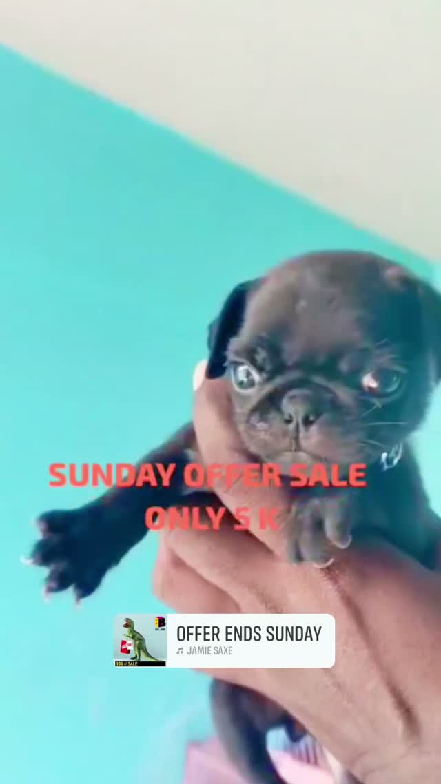 Dachshund Puppy, farm video