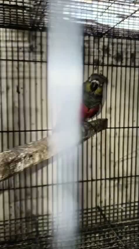 Small Cheek Conure, farm video