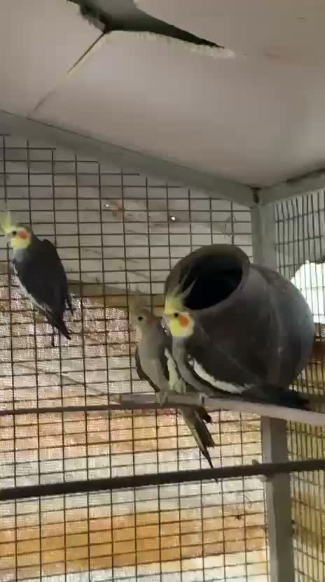 Cockatiel, farm video