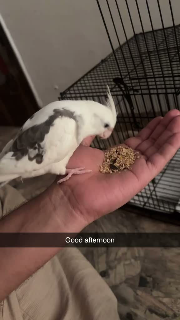 Cockatiel, farm video