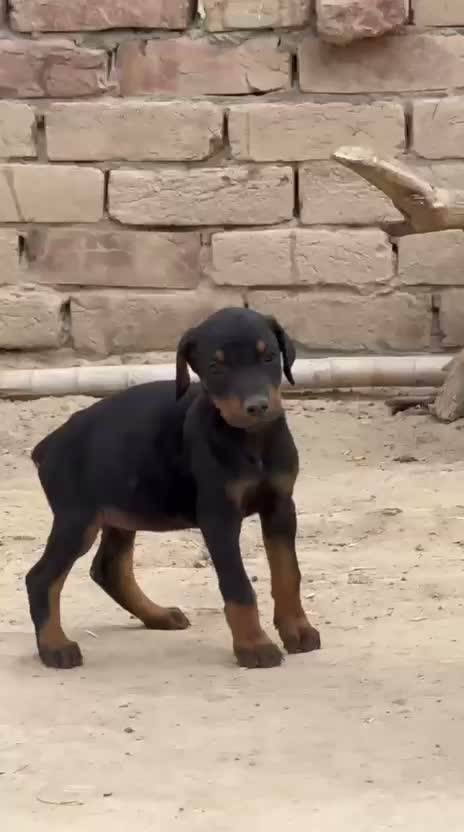 European Doberman Puppy, farm video