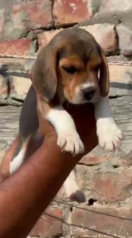 Beagle Black & Tan Puppy, farm video
