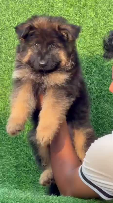 German Shepherd Puppy, farm video
