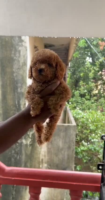 Standard Poodle Puppy, farm video