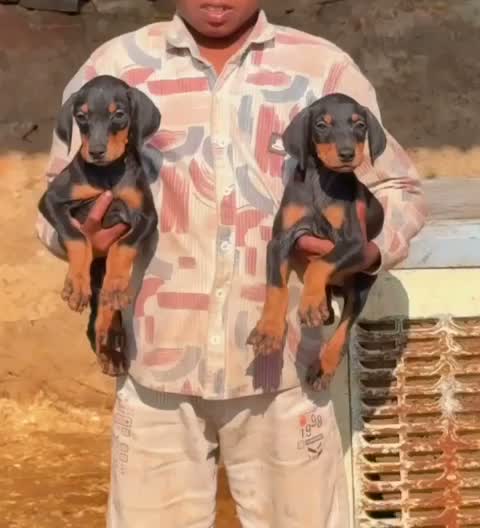 European Doberman Puppy, farm video
