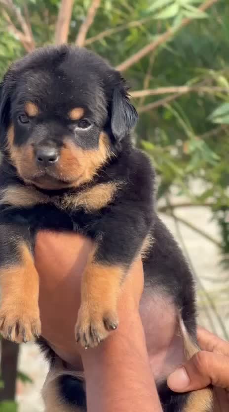 Dachshund Puppy | Brown & Tan, farm video