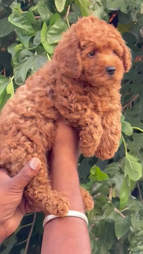 Standard Poodle Puppy, farm video