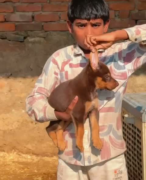European Doberman Puppy, farm video