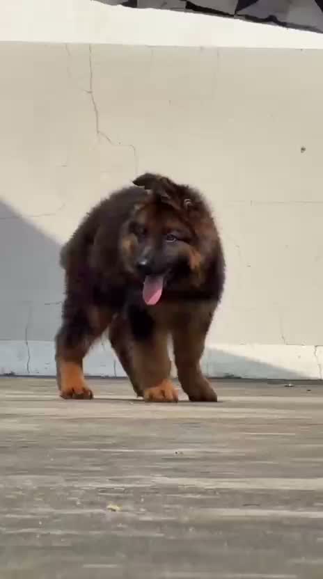 German Shepherd Puppy, farm video
