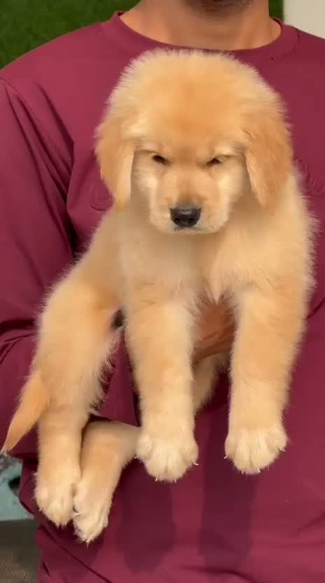 Golden Retriever, farm video