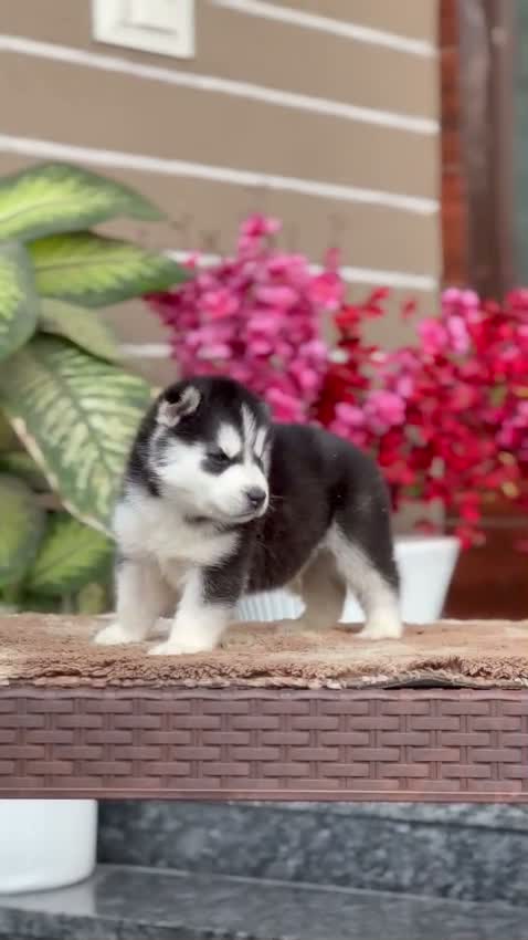 Siberian Husky Puppy | Black & White Color, farm video