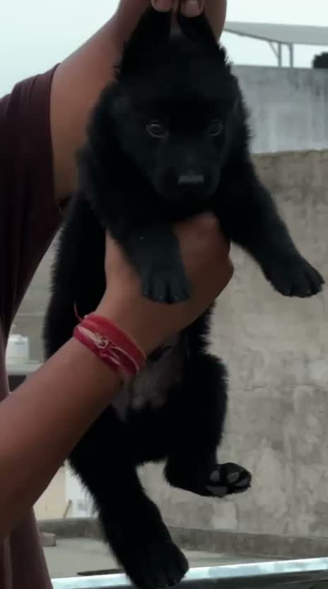 German Shepherd Puppy, farm video