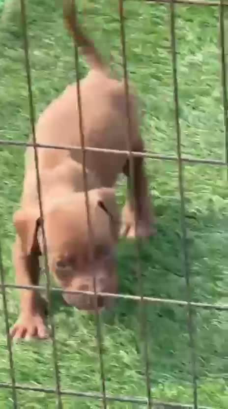 Pitbull Terrier Puppy, farm video