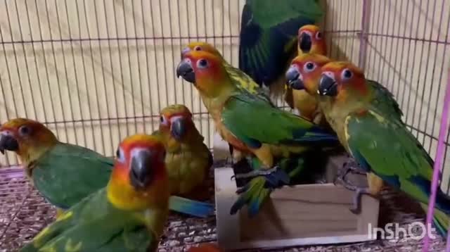 Sun Conure, farm video