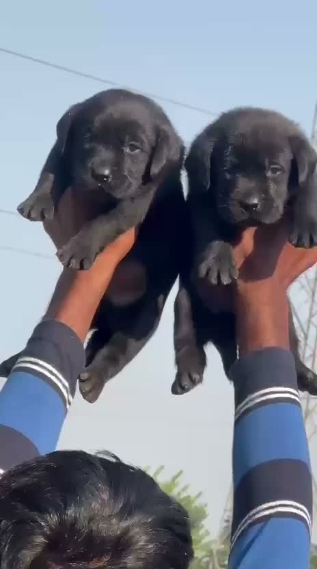 Beagle Black & Tan Puppy, farm video