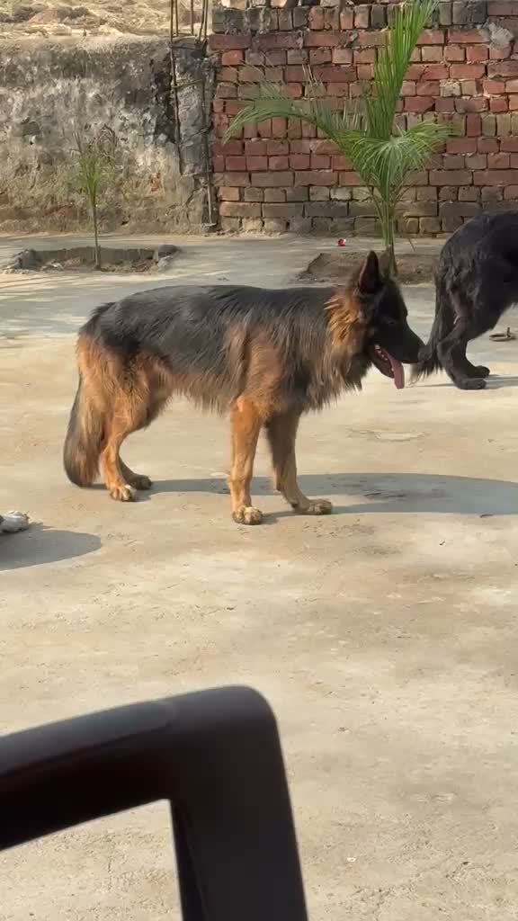 German Shepherd Puppy, farm video