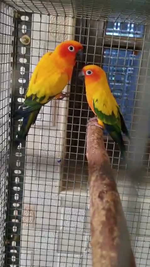 Small Cheek Conure, farm video