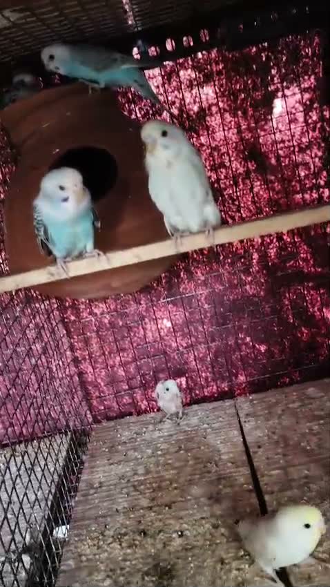 Budgies | Fallow, farm video