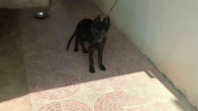 German Shepherd Puppy, farm video
