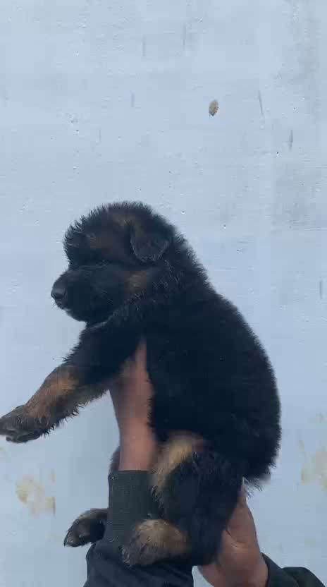 German Shepherd Puppy, farm video