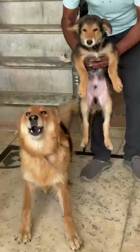 German Shepherd Puppy, farm video