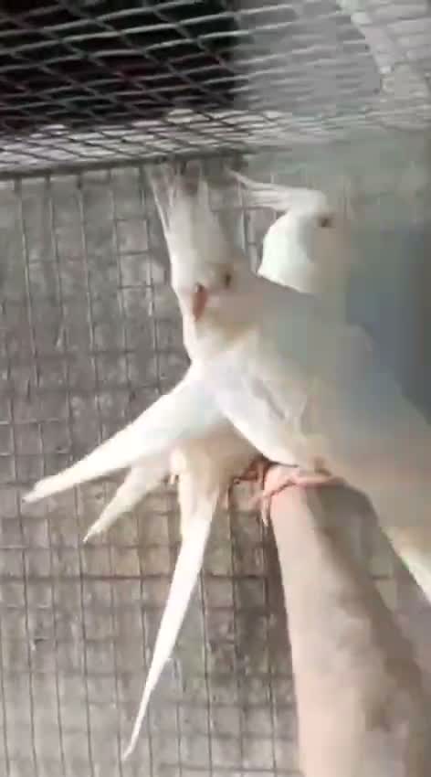 Cockatiel, farm video
