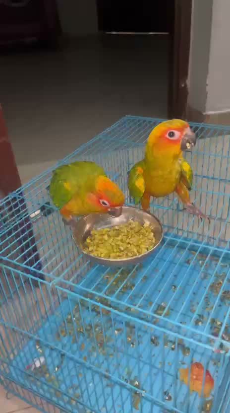 Small Cheek Conure, farm video