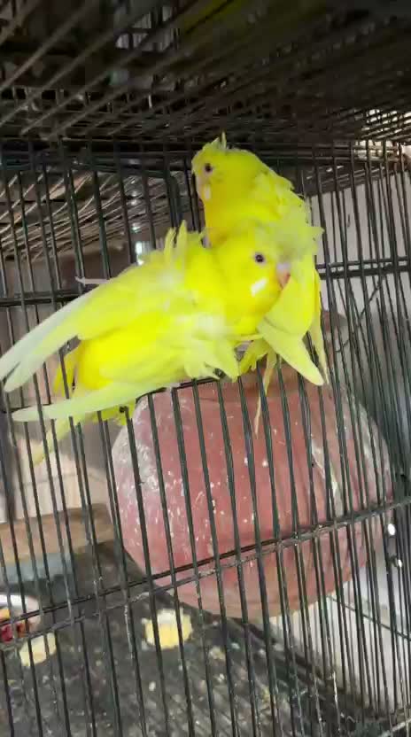 Homer Pigeon, farm video