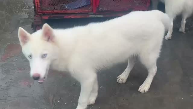 Siberian Husky Puppy | Black & White Color, farm video