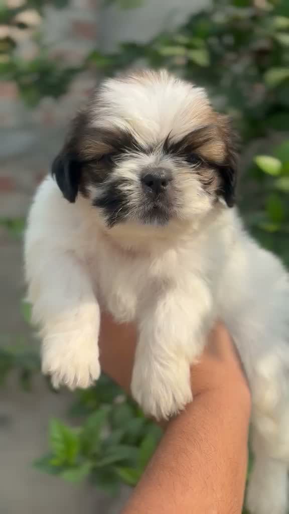 Shih Tzu | Black Color, farm video