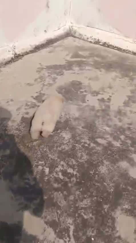 Chow Chow Puppies, farm video