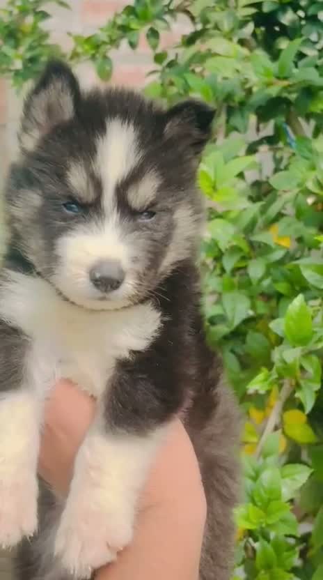 Siberian Husky Puppy | Black & White Color, farm video