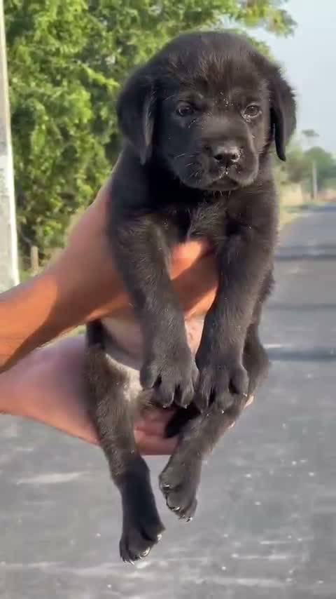 Beagle Black & Tan Puppy, farm video